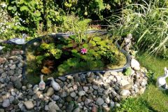 Gartenteich mit Wasserrose